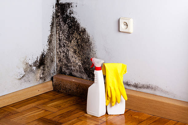 Best Certified Mold Removal  in Sigourney, IA